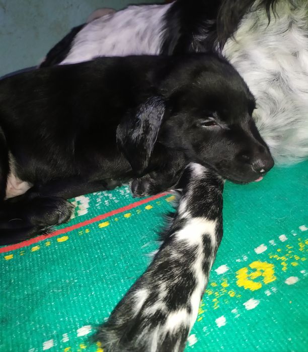 Цуценя  спаніеля