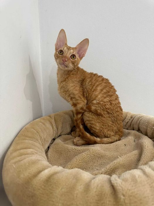 CORNISH REX - Dostępny kocurek o imieniu GANDALF Hodowla: MatiMalwa*PL