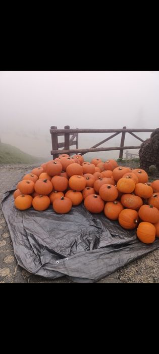 Dynia premium halloween ozdobna 5-10kg