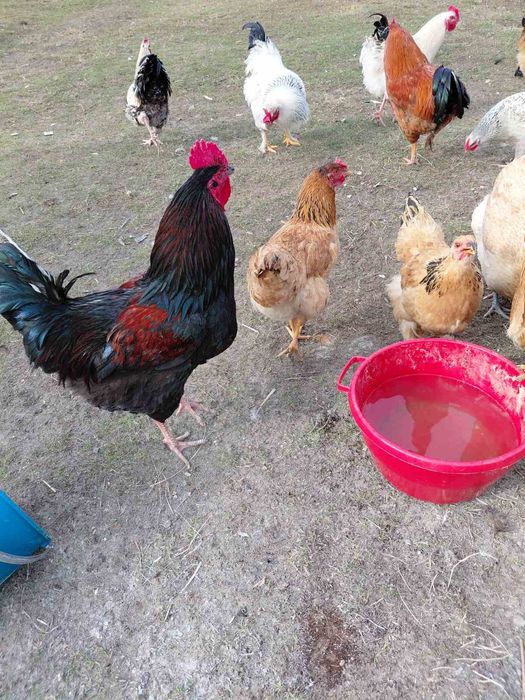 Продам молодих півників