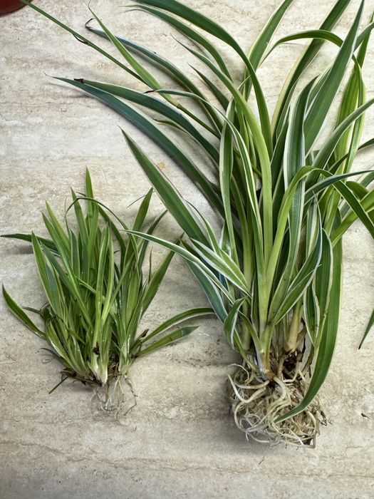 Хлорофітум продам