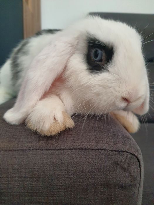 Króliki baranek miniaturka karzełek mini lop. Cena CAŁKOWITA.