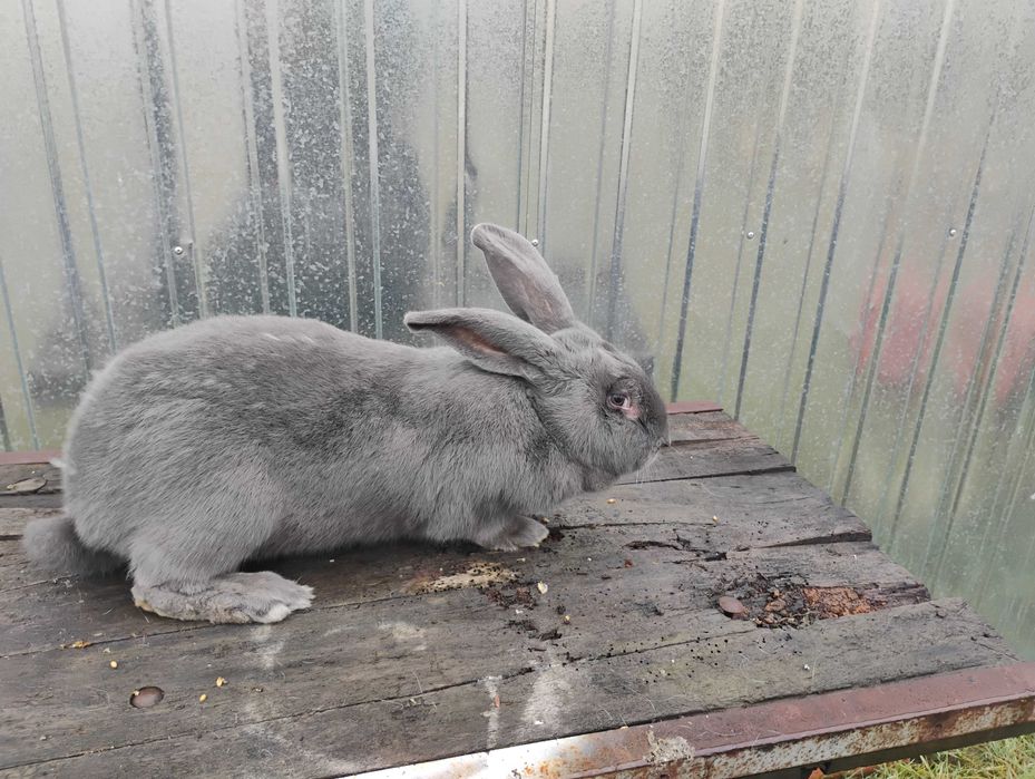 Sprzedam samiczkę srokacza niemieckiego