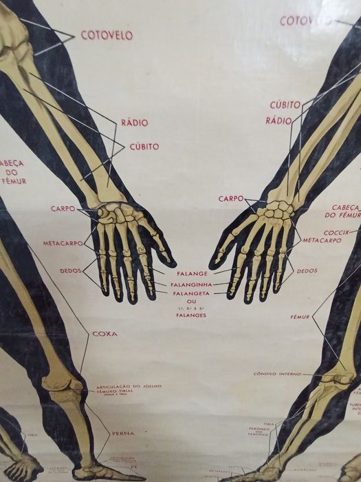 Mapa Esqueleto Humano