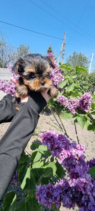 Дуже Гарної Якості Цуценята.