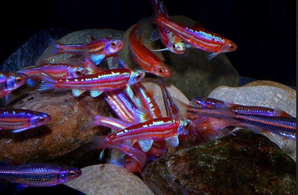 Błyszczek tęczowy Notropus chrosomus