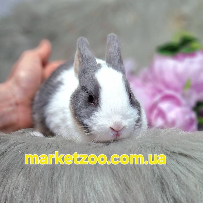 Карликовий кролик,карликове кроленя,карликовый, Нідерландський Netherl