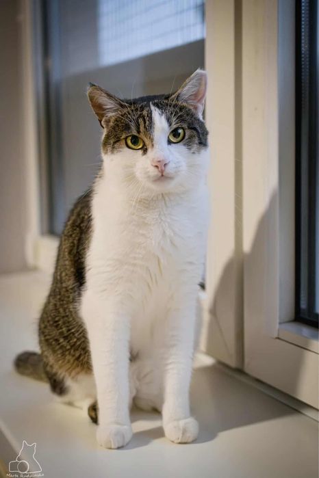 Towarzyski kotek szuka domu