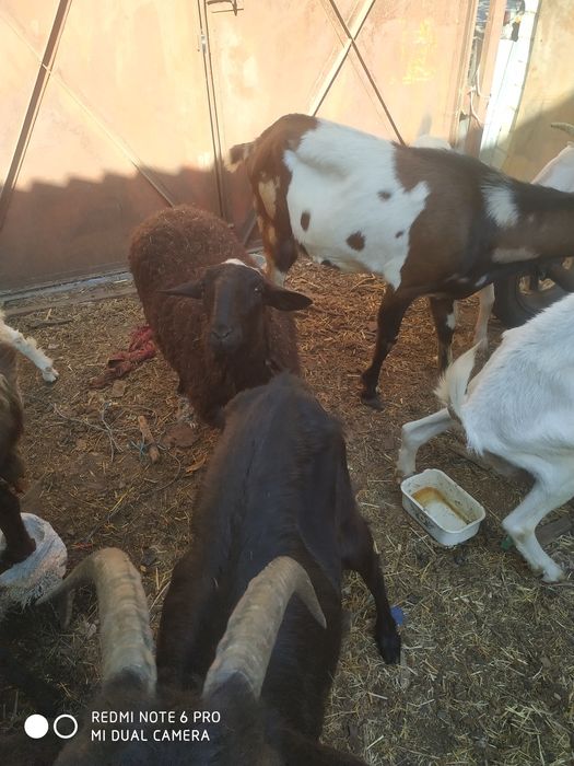 Продам англо нубийского козла.