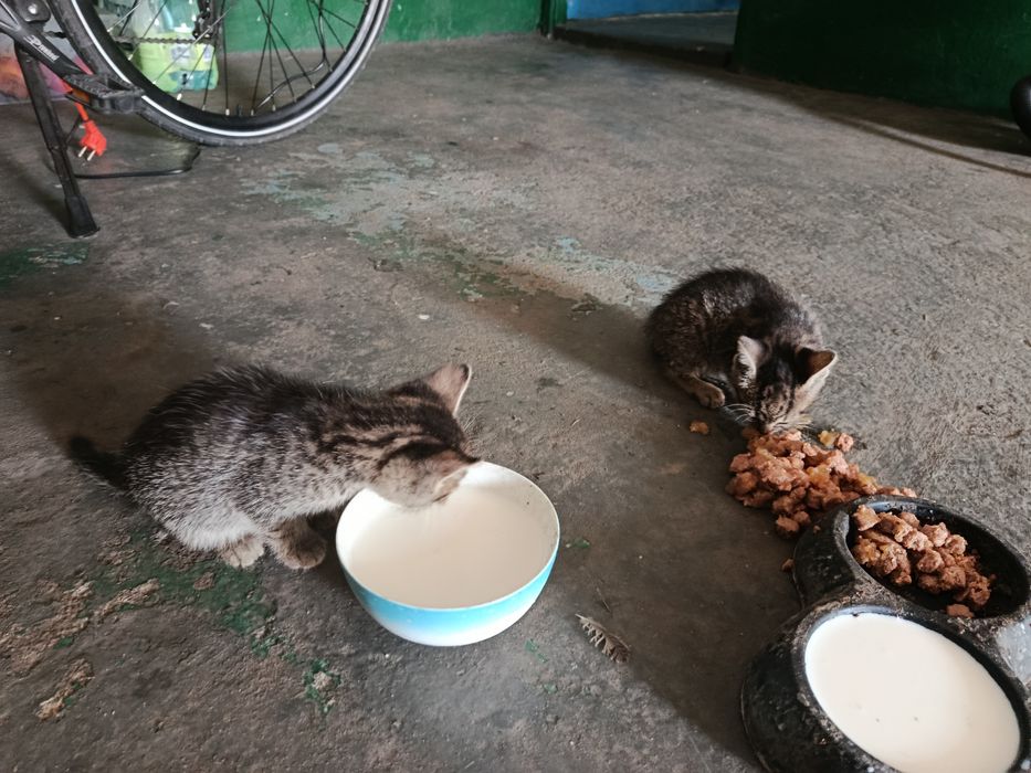 Kotki do adopcji