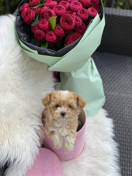 Хлопчик і дівчинка мальтипу