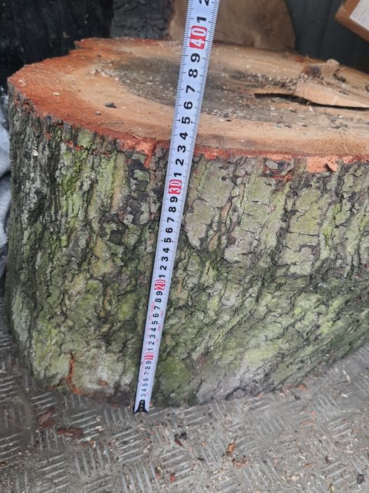 Plaster dębu duży gruby  105 /82 / 33 cm