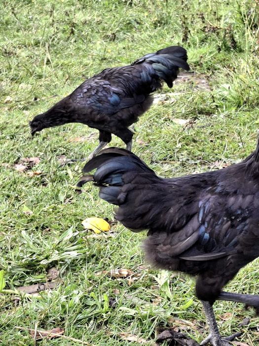 Macho ayam cemani