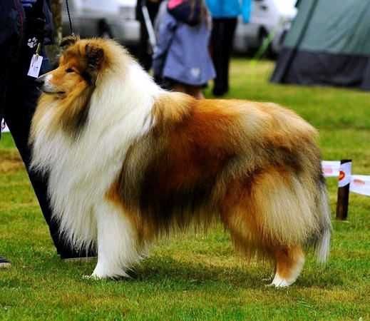 COLLIE Owczarek Szkocki piesek po Championach