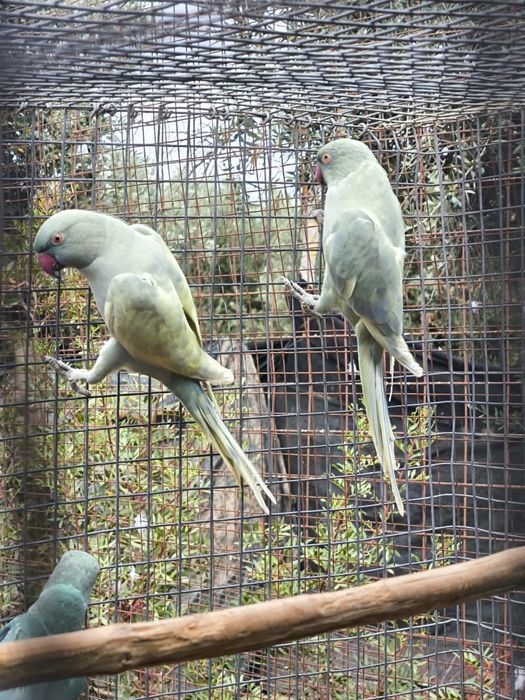 Casal de Ringnecks