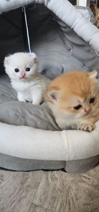 Британскі котенята