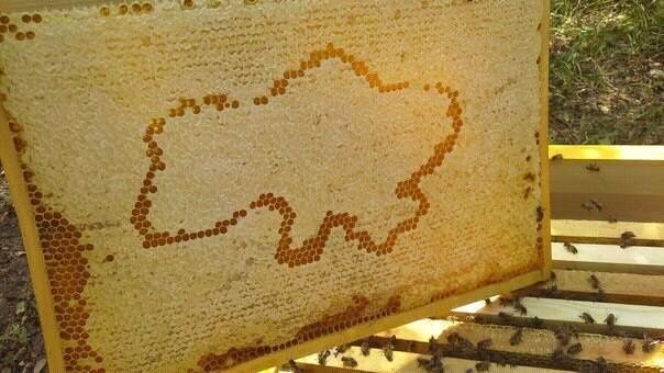 Продам бджолопакети