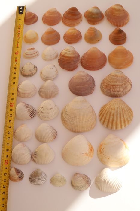 Conjunto pack 36 conchas do mar Algarve