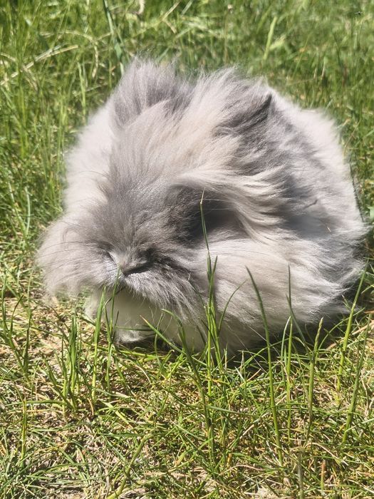 Królik miniaturka długowłosy teddy