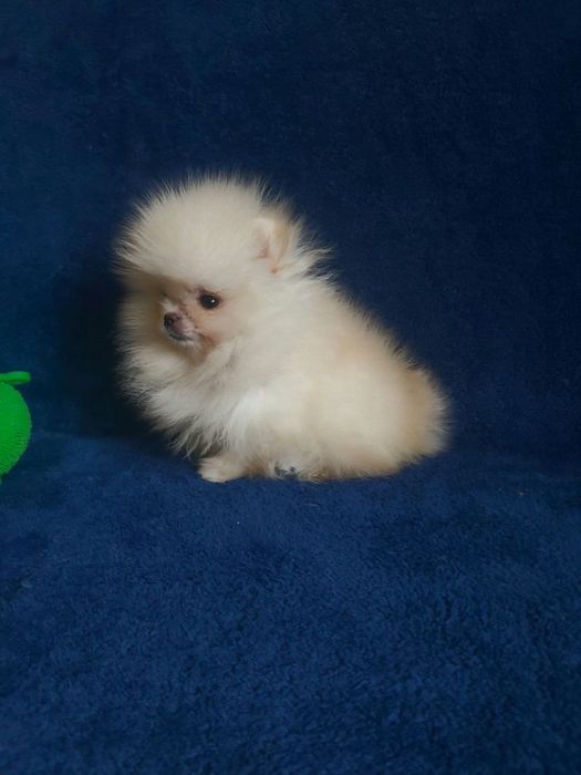 Бомбезні міні шпіцулі