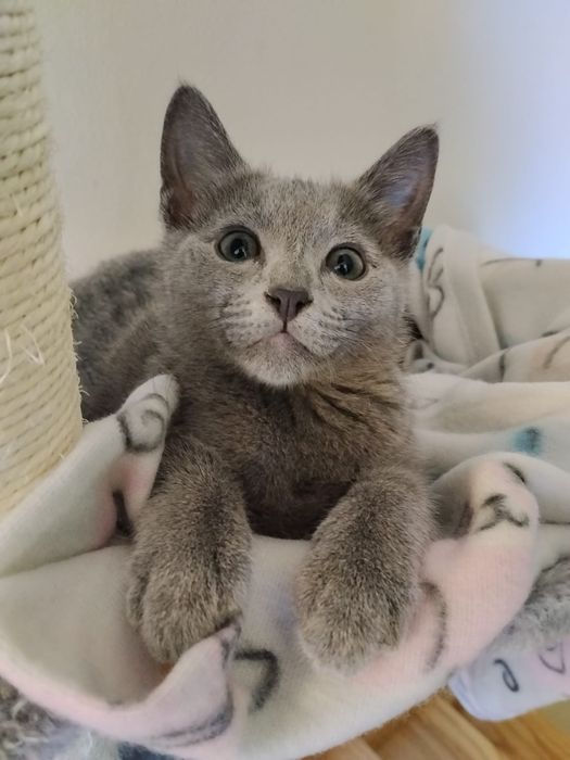 Rosyjskie Niebieskie