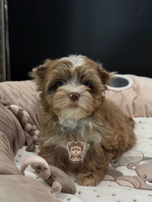 Цуценя Йорк ліловий мерле