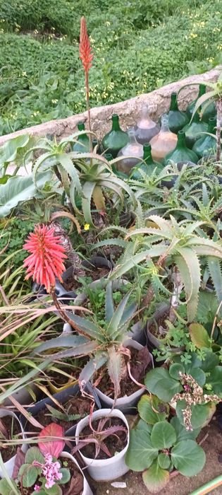 Aloe Vera excelentes