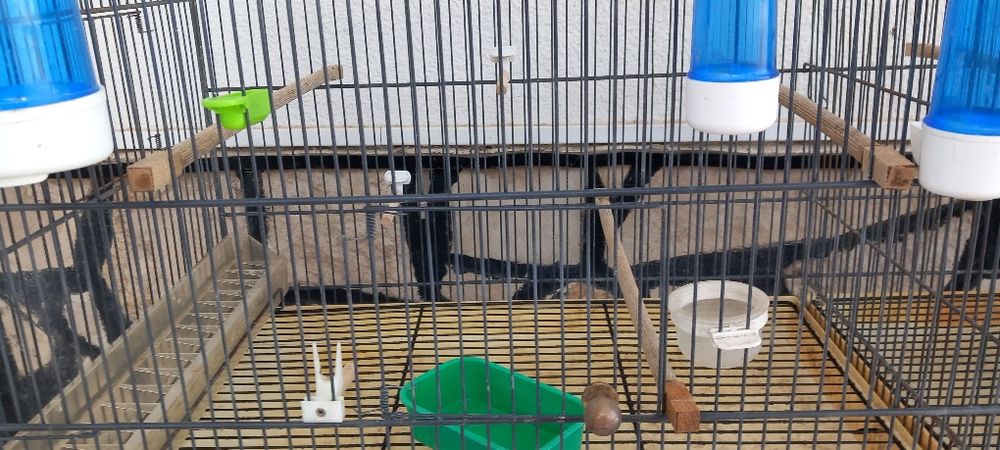 Gaiola voador para pássaros