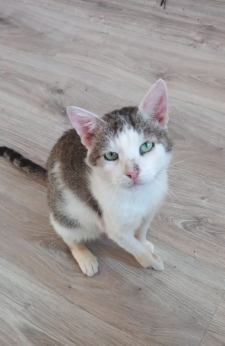 Tymonek poleca się do adopcji