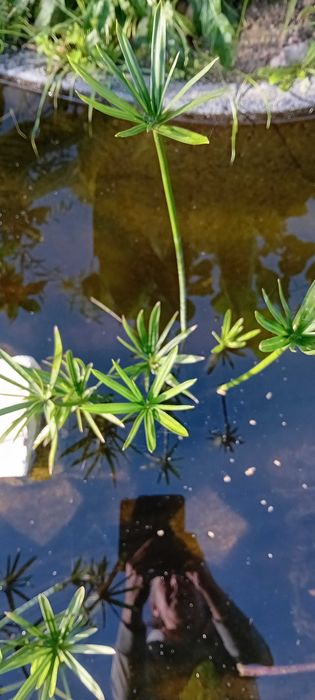 Sombrinha Chinesa / Papiro anao