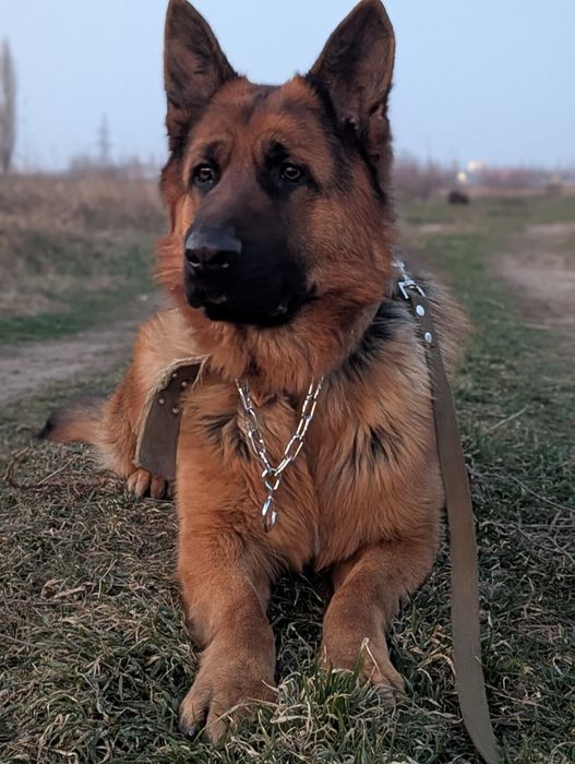 Дресирування собак