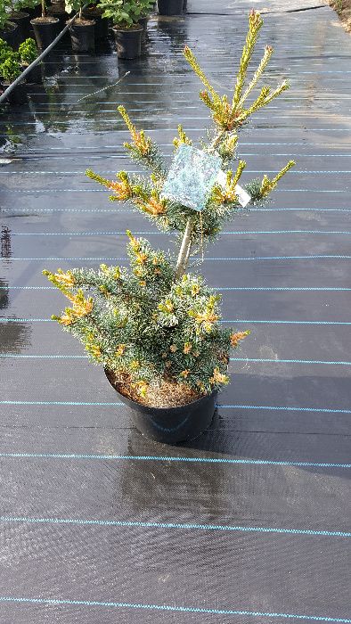 Sosna bośniacka, drobnokwiatowa, górska, kosodrzewina