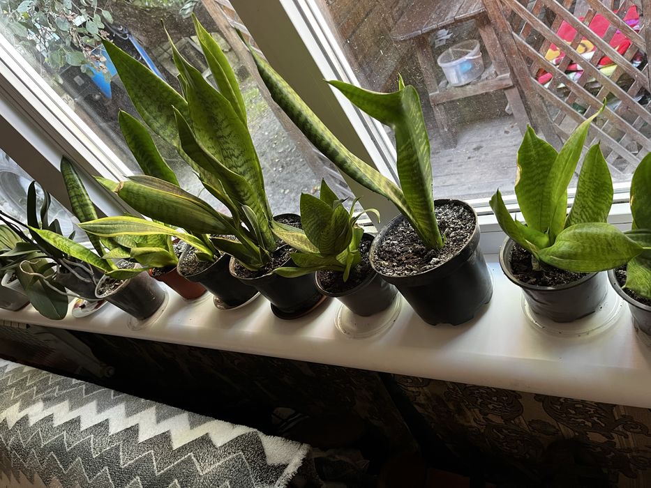 Сансевєрія низька та висока