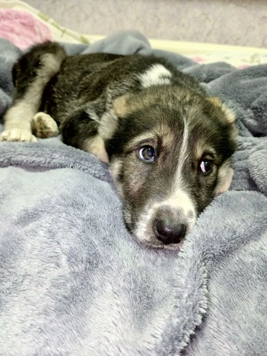 Продам щенков Аллабая