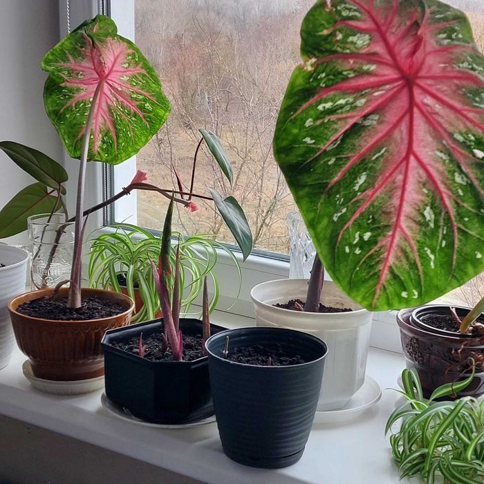 Луковицы каладиум