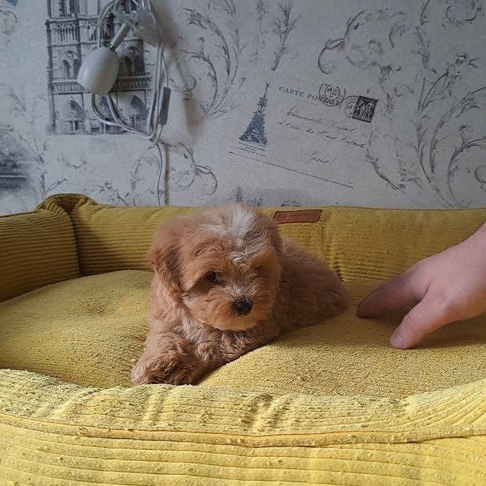 Мальтипу,мвльтипушки,f1.карамель,крем беби фейс