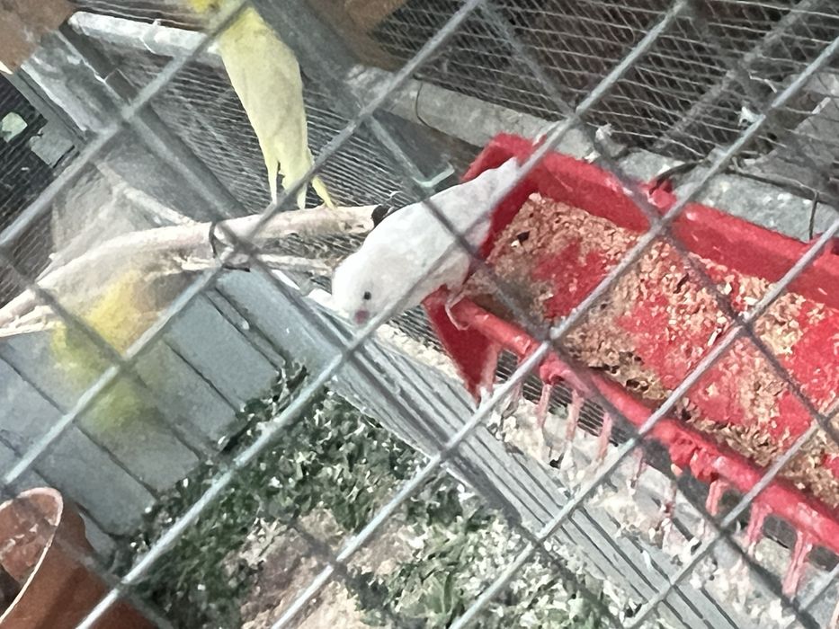 Vendo viveiro para passaros com um ano