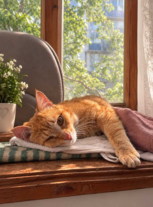 Котик Лукас, 1-2 рочкі. Особливий хлопчик, без одного очка.