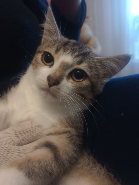 Соня 5 мес стерилизованная