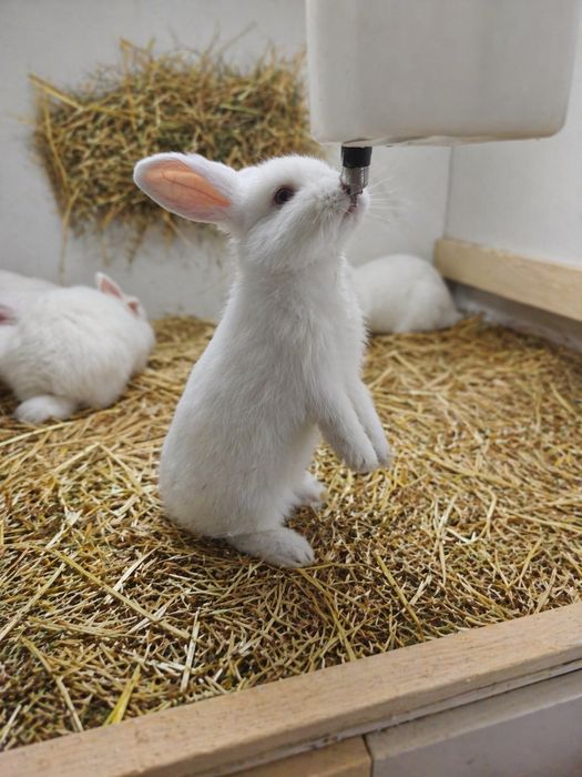 Do odbioru - Królik mini lop baranek