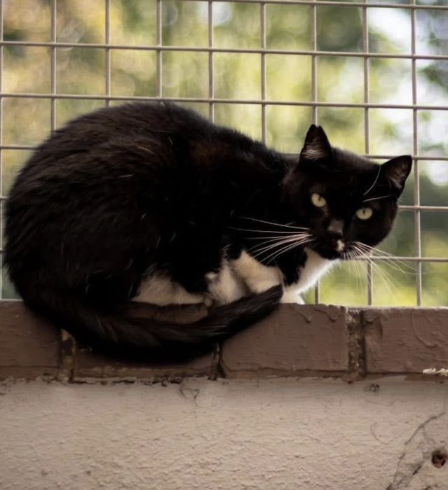 Mądra i piękna Samirka szuka domu