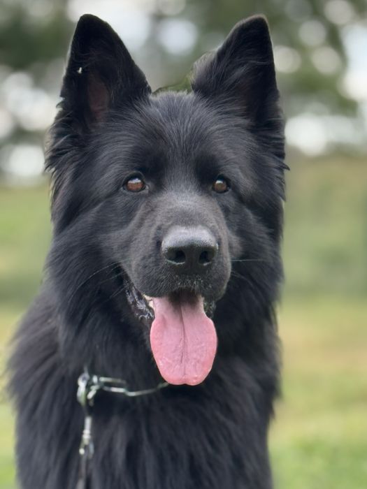 Вʼязка німецька вівчарка д/ш
