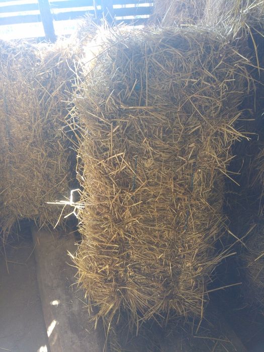 Fardos feno muito boa qualidade