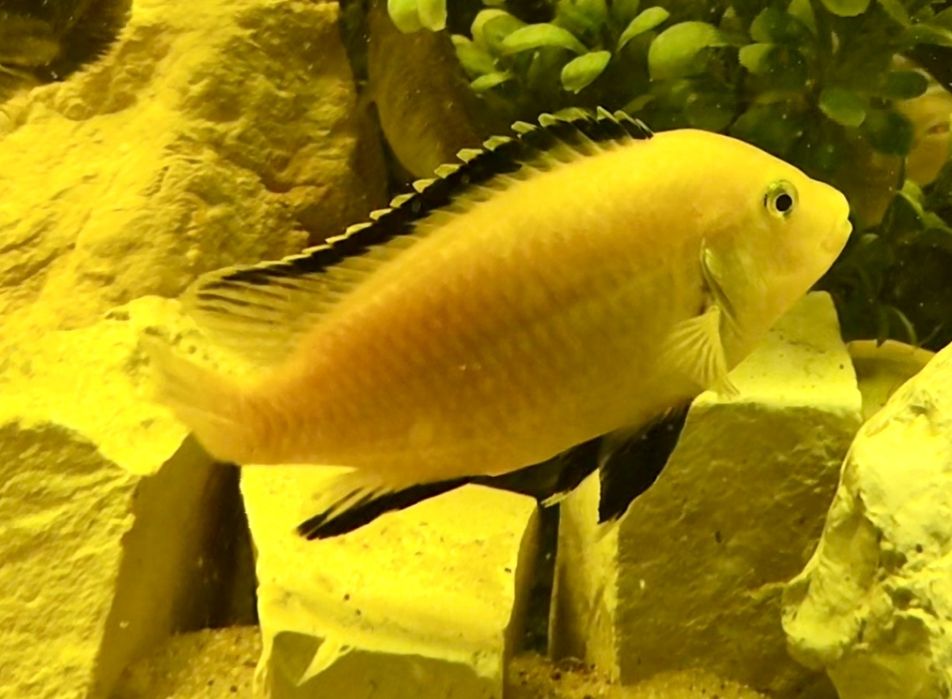 Ciclídeo Labidpchromis Caeruleus