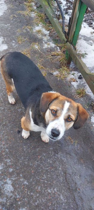 віддам в добрі руки собаку