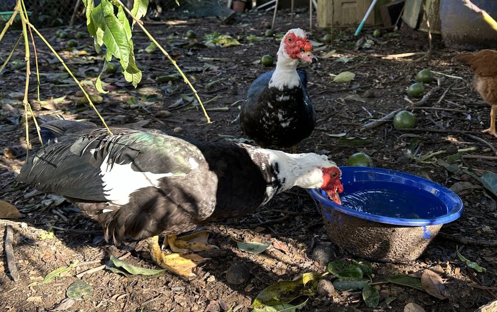 Pato adulto comestível