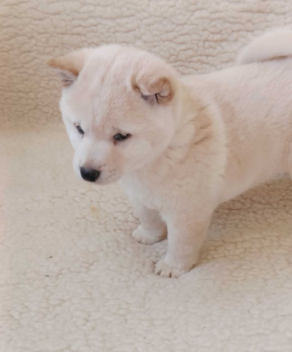 Shiba piesek z rodowodem