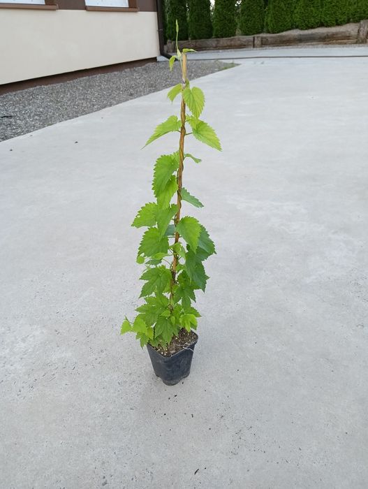 Sadzonki chmielu Sybilla Lubelski Saaz Magnum