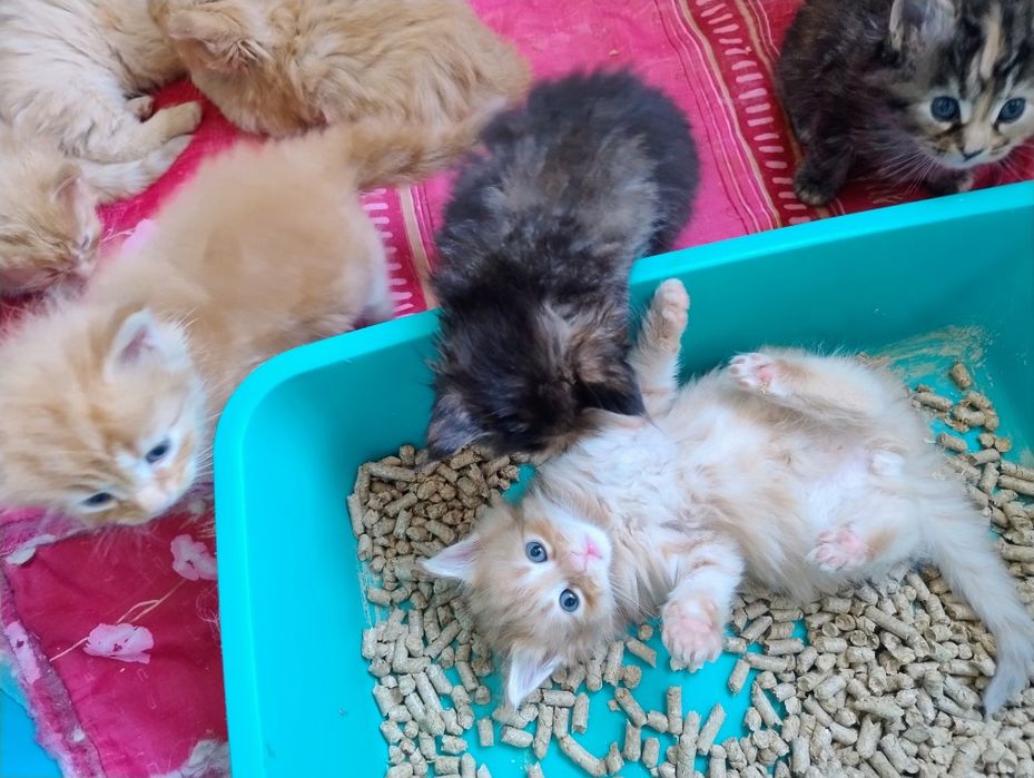 Мейн кун кошенята, 1 місяць