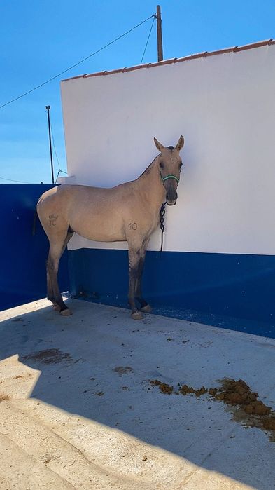 Vendo poldro com 2 anos
